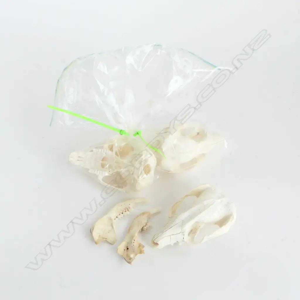 3 POSSUM SKULLS Image 1++