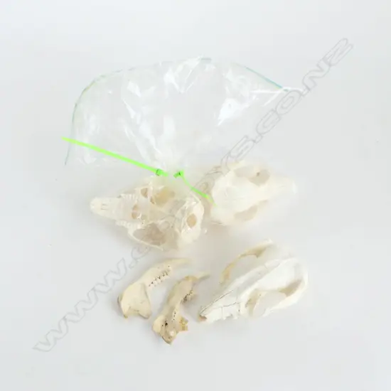 3 POSSUM SKULLS