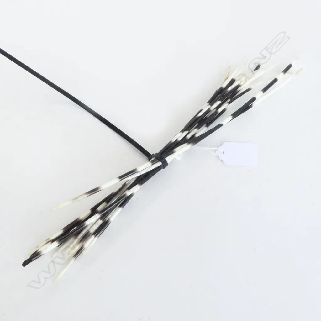 PORCUPINE QUILLS L.320mm Image 1++