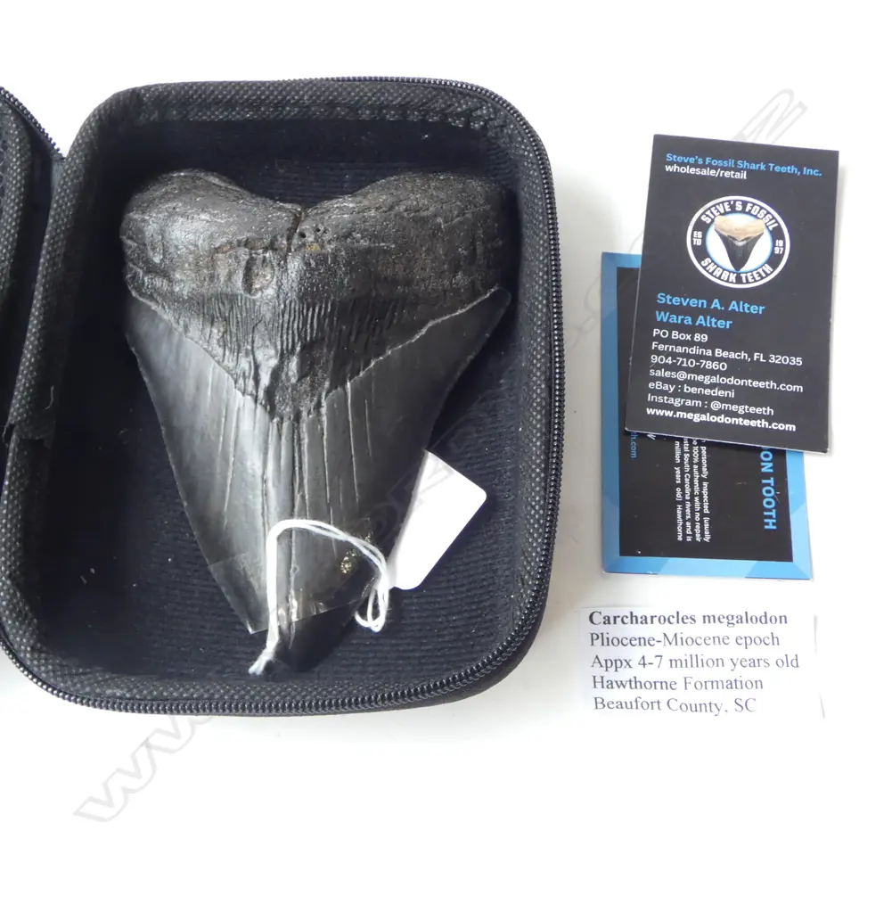 CARCHAROCLES MEGALODON TOOTH H.140mm Image 1++