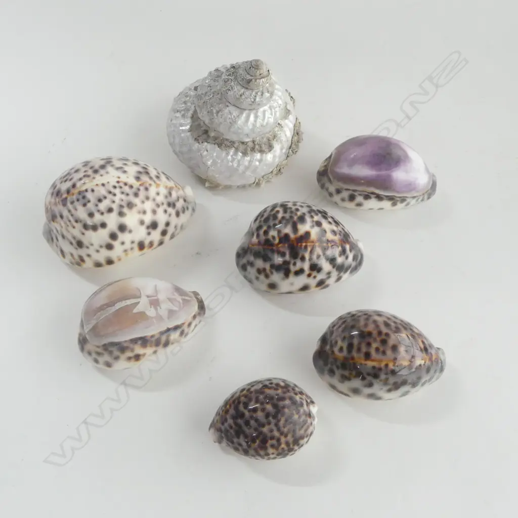 ASST. SHELLS Image 1++
