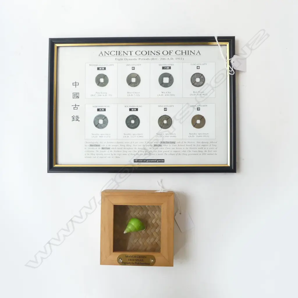 FRAMED MANUS GREEN TREE SNAIL FRAMED + FRAMED ANCIENT COINS OF CHINA DISPLAY 285x200mm Image 1++