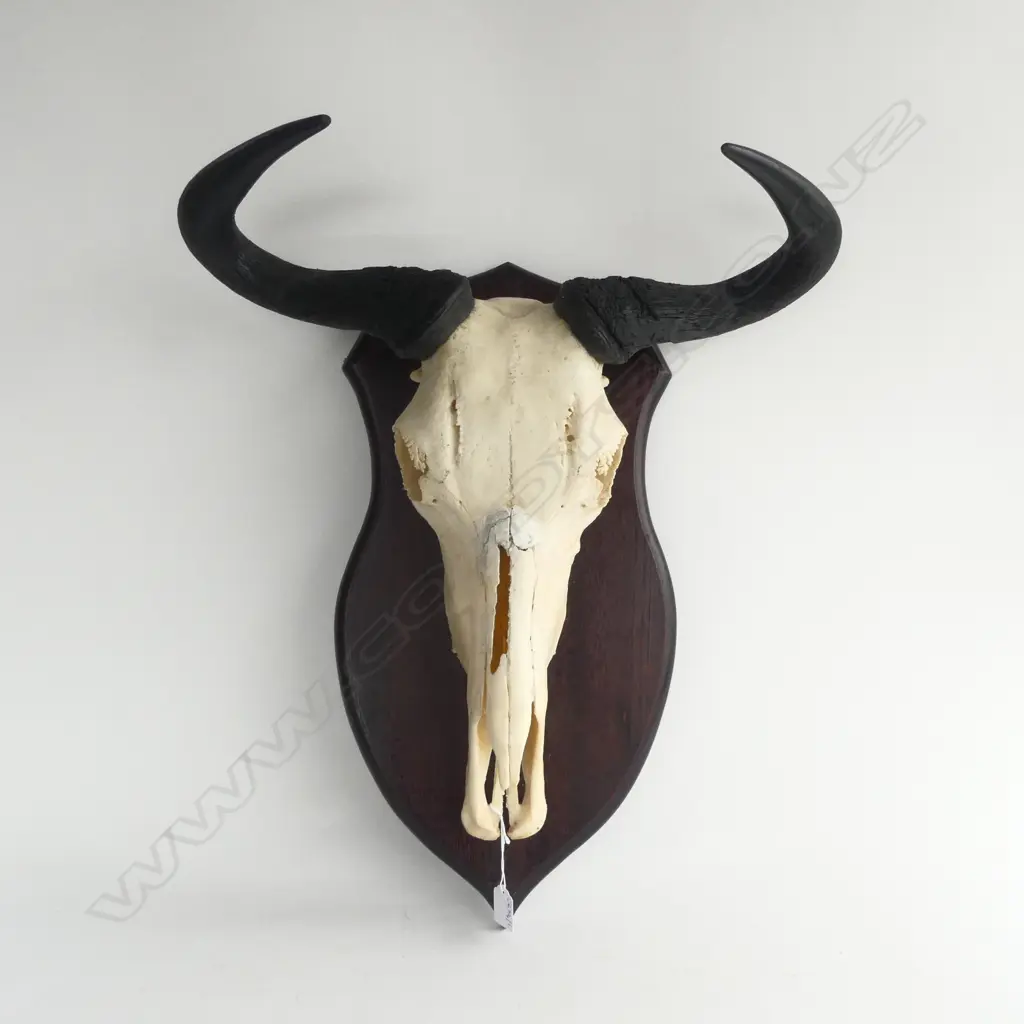 BLUE WILDEBEEST MOUNTED SKULL (REPAIRED) H.600mm Image 1++