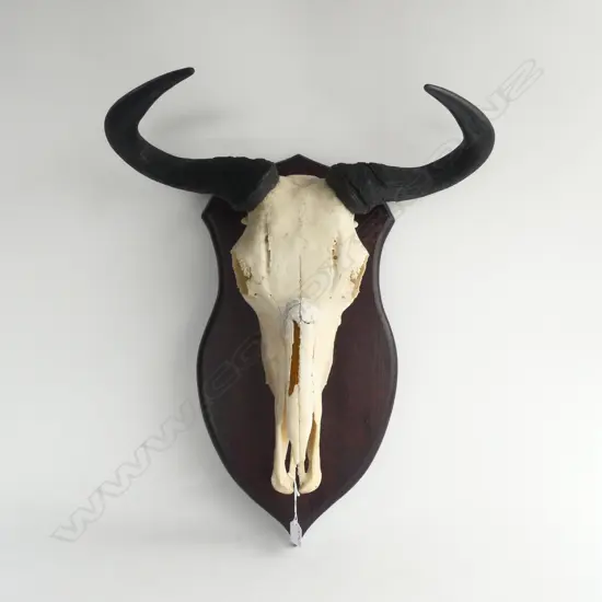 BLUE WILDEBEEST MOUNTED SKULL (REPAIRED) H.600mm