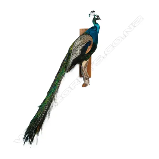 A taxidermy peacock - the full body mount perched upon a gnarled branch for wall mounting. H.1700mm.