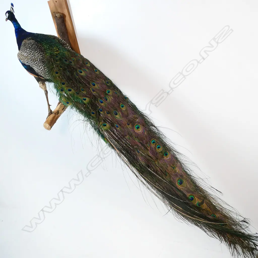 A taxidermy peacock - the full body mount perched upon a gnarled branch for wall mounting. H.2000mm. Image 1++