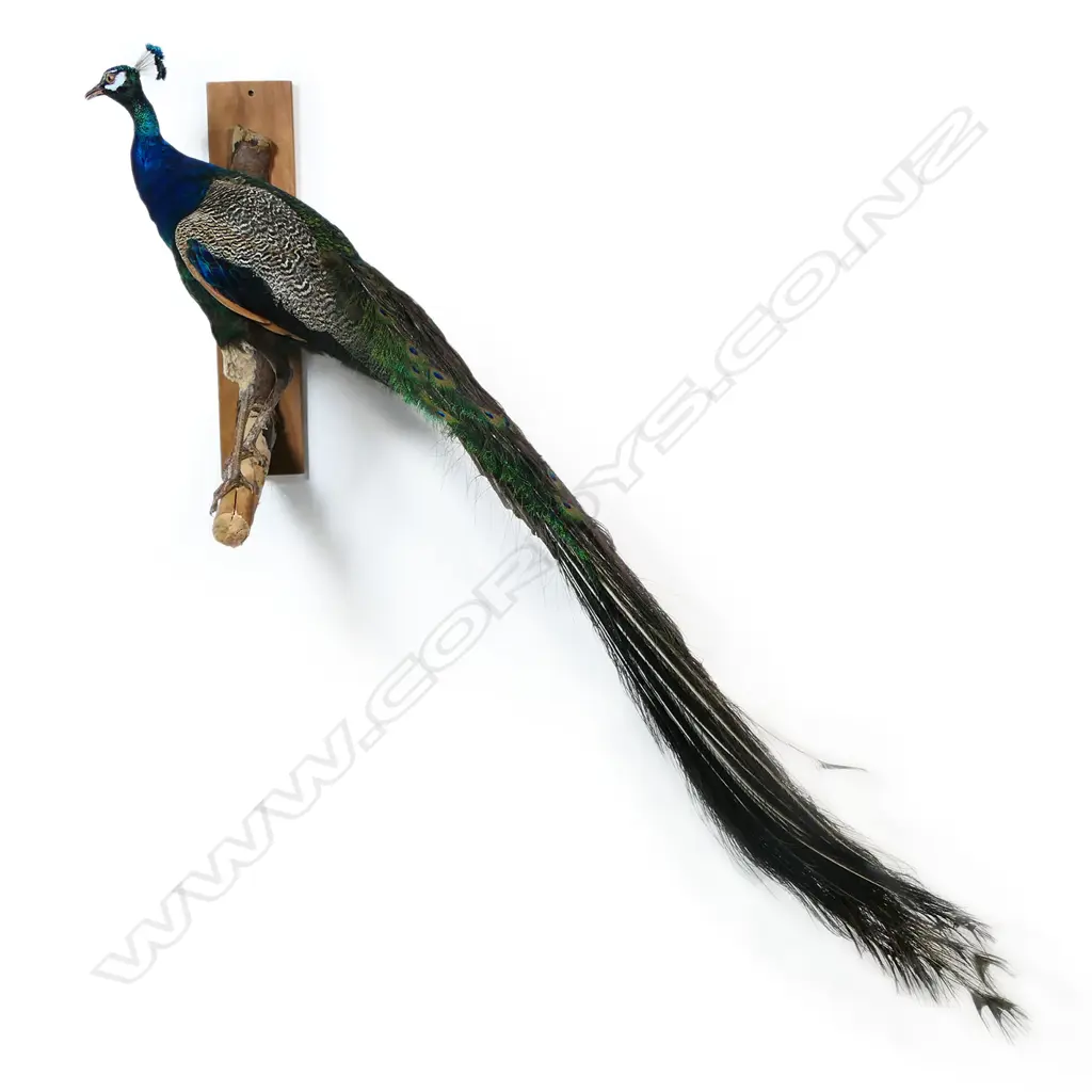 A taxidermy peacock - the full body mount perched upon a gnarled branch for wall mounting. H.2000mm. Image 1++