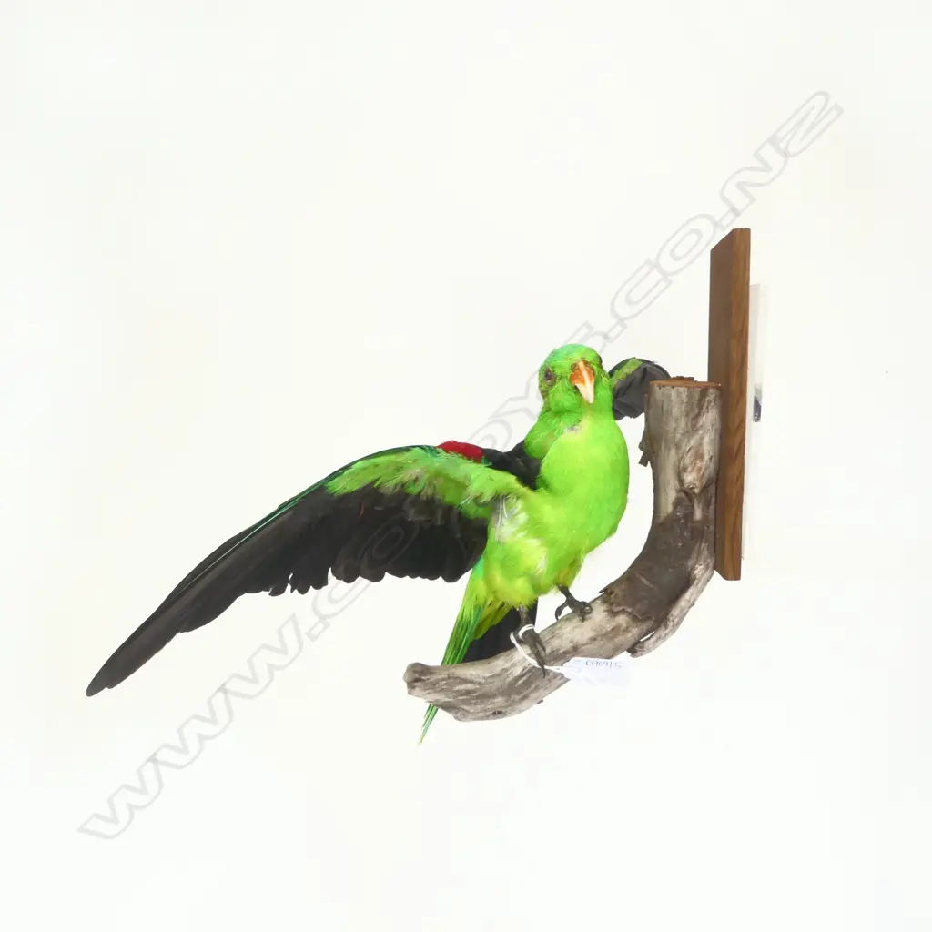 CRIMSON WING PARROT W.500mm Image 1++