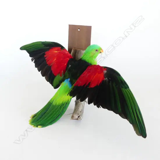 CRIMSON WING PARROT W.500mm