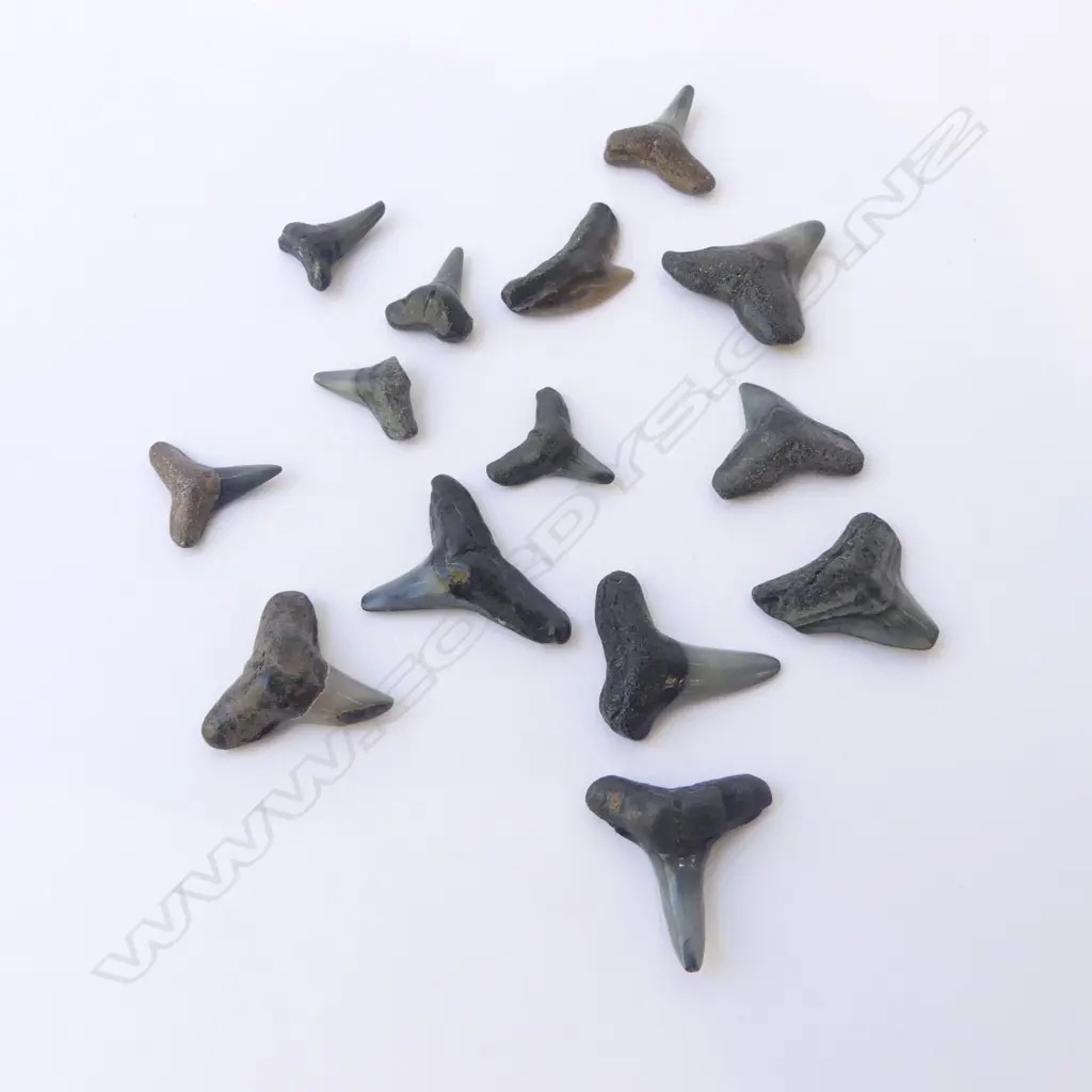 FOSSILISED SHARK TEETH H.20mm Image 1++