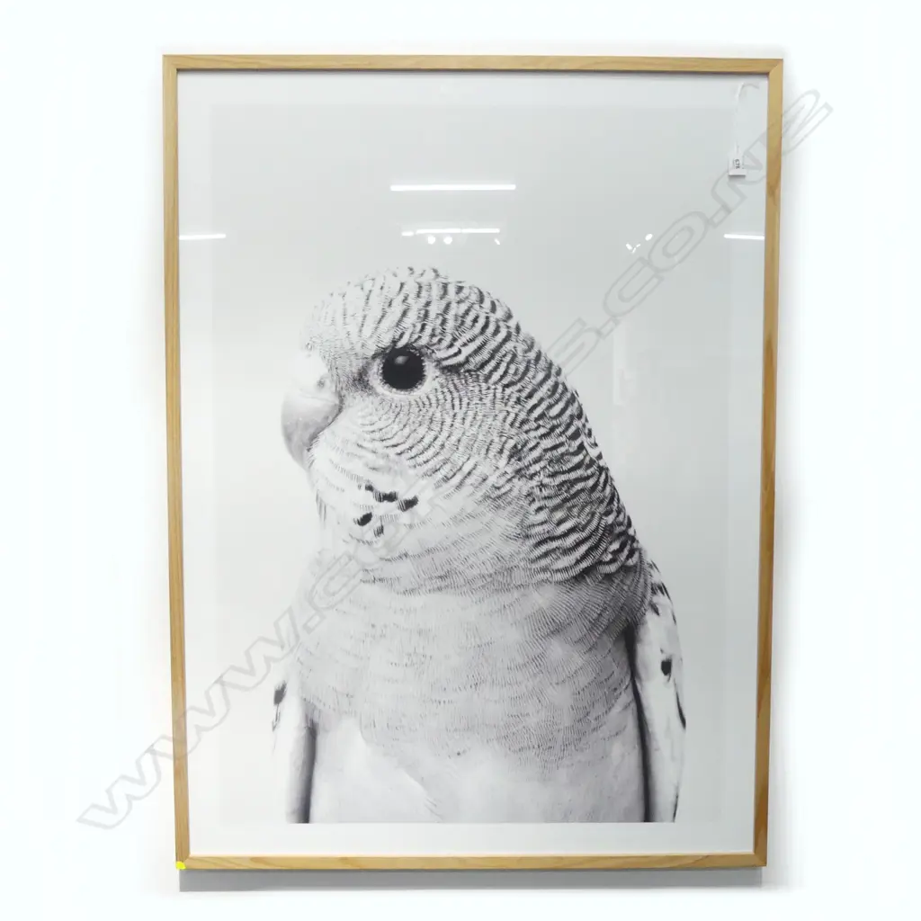 LARGE FRAMED GREY BUDGIE PRINT 110x810mm Image 1++