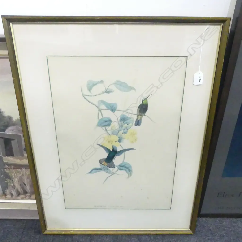 'LAMPORNIS CALOSOMA' BIRD PRINT 510x360mm foxing Image 1++