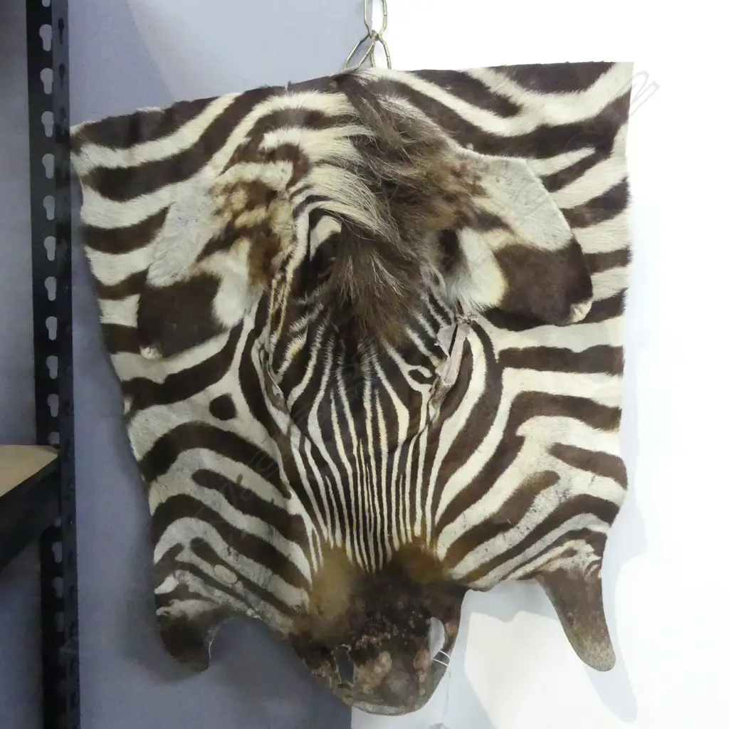 ZEBRA FACIAL SKIN Image 1++
