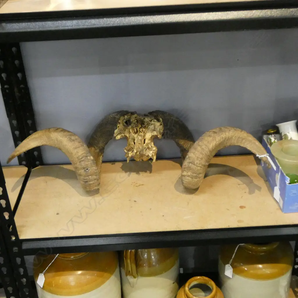 RAMS HORN W.590mm Image 1++