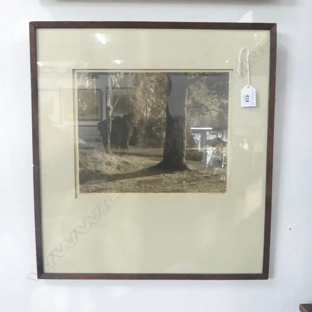 GEORGE CHANCE PHOTO silver gelatin print 'Woodland Sunshine-Wairakei' signed & entitled label verso 220 x 270mm Image 1++