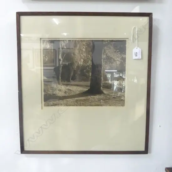 GEORGE CHANCE PHOTO silver gelatin print 'Woodland Sunshine-Wairakei' signed & entitled label verso 220 x 270mm