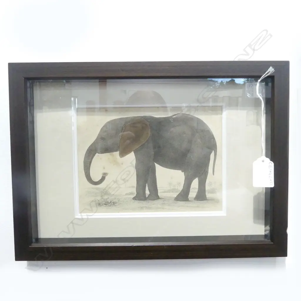 FRAMED HAND COLOURED ENGRAVING OF AFRICAN ELEPHANT, PUBLISHED 1851 BY A. FULLARTON & CO., LONDON, 140x180mm Image 1++