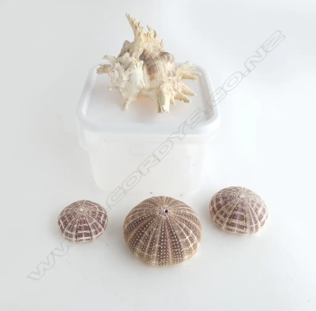 3 SEA URCHIN SHELLS + RAMOSUS SHELL Image 1++