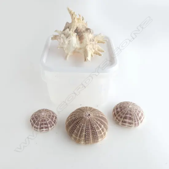 3 SEA URCHIN SHELLS + RAMOSUS SHELL