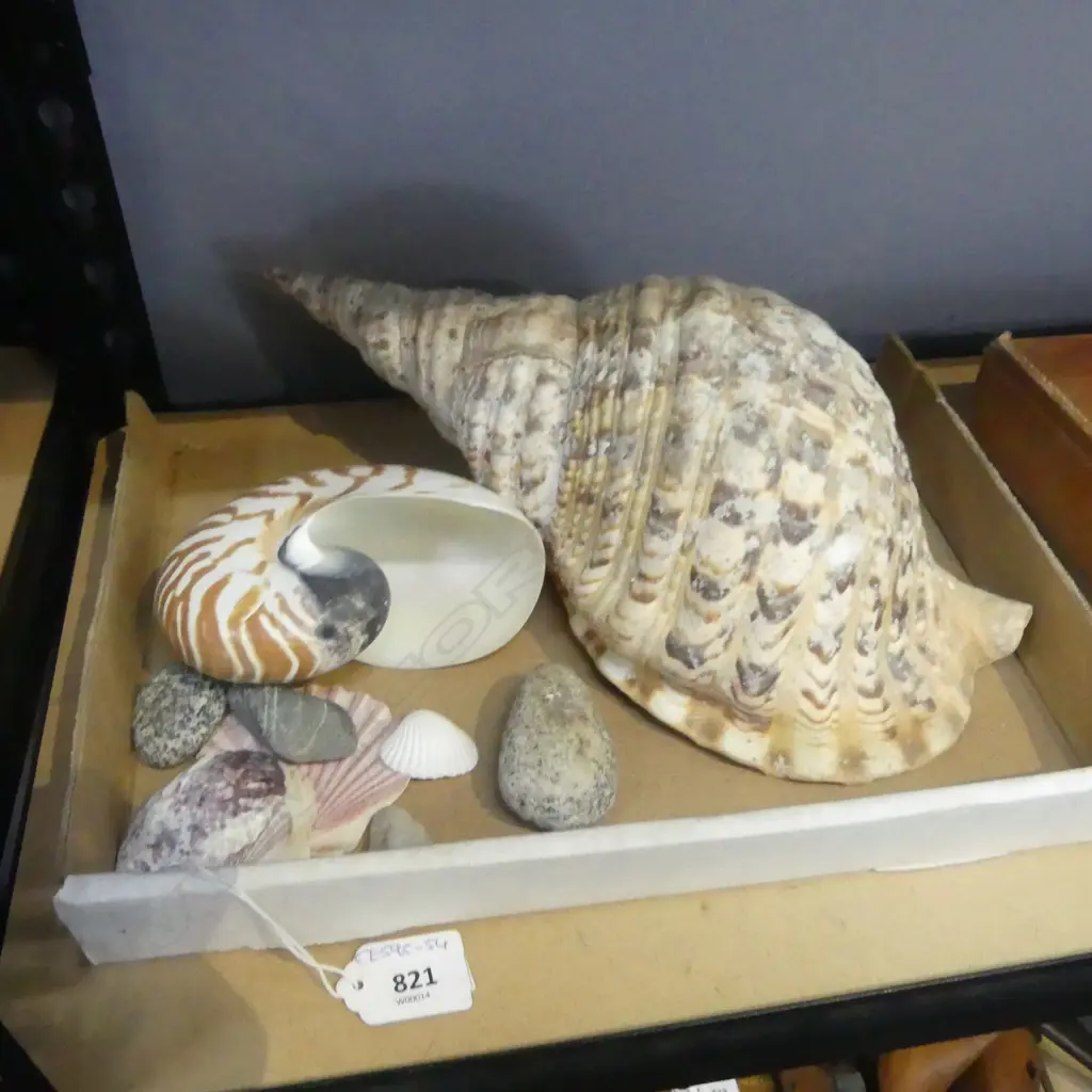 2 LARGE SHELLS w. ASST. SMALLER Incl. STONES Image 1++