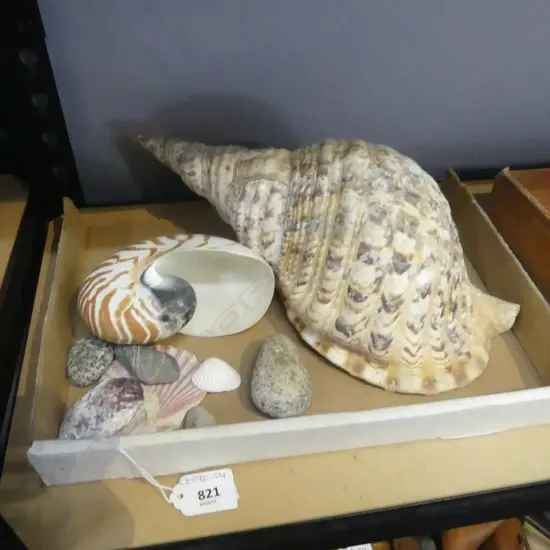 2 LARGE SHELLS w. ASST. SMALLER Incl. STONES