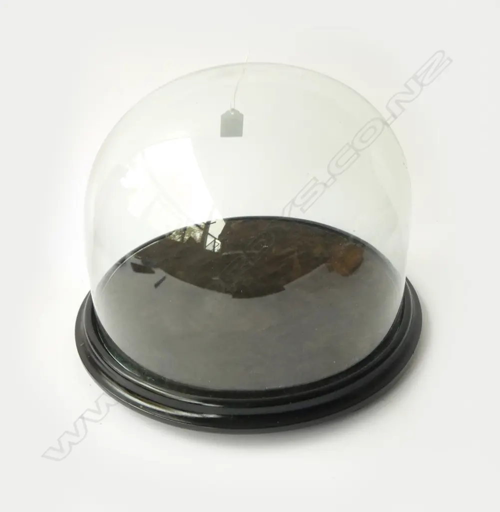 GLASS DOME 330mm dia Image 1++