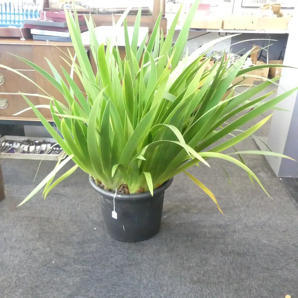 LARGE POOR KNIGHTS LILY POTTED PLANT Image 1++