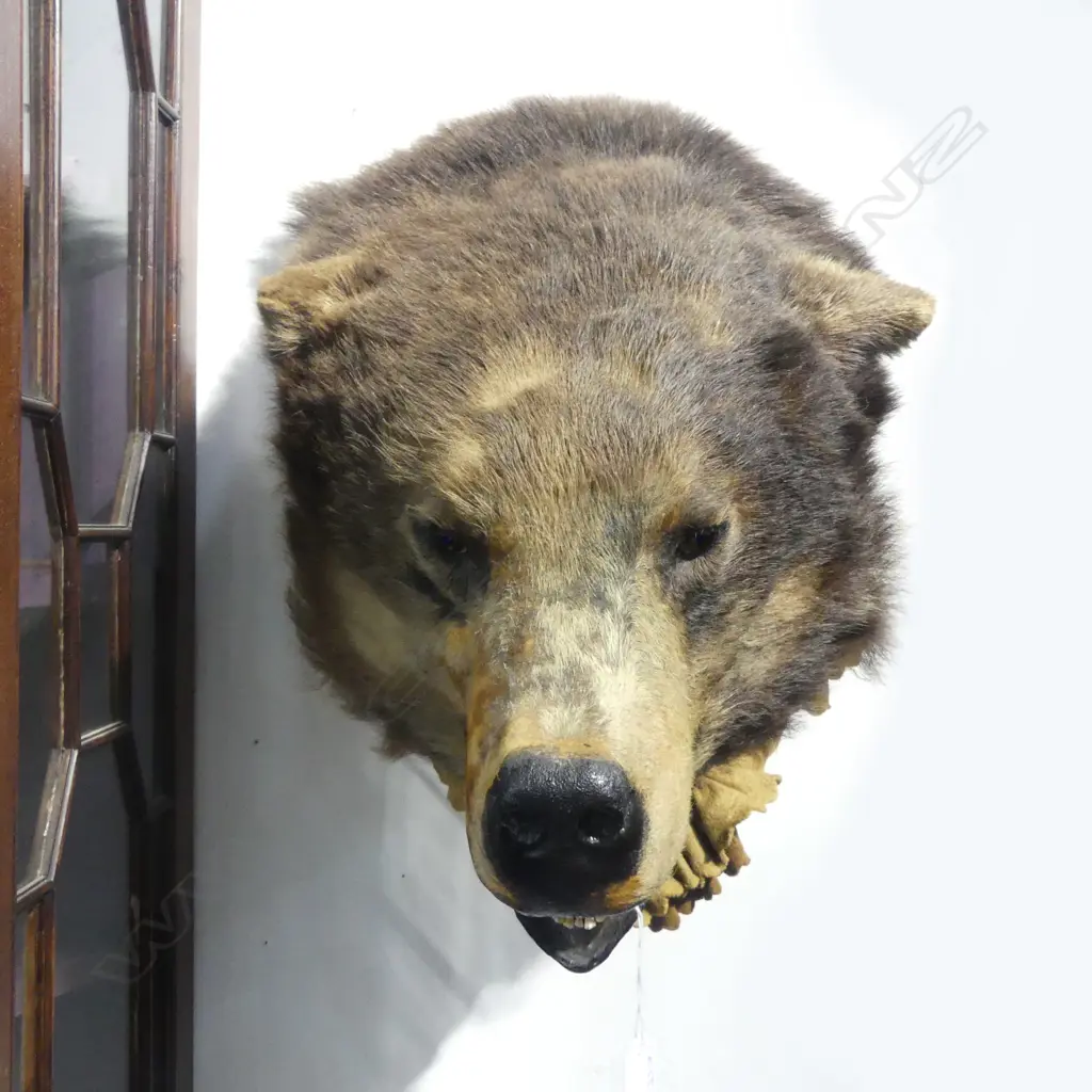 OLD TAXIDERMY BEAR'S HEAD wall mounted. Glass eyes Image 1++