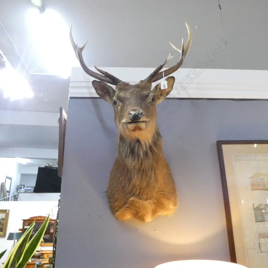 8 POINTER TAXIDERMY STAG HEAD Image 1++