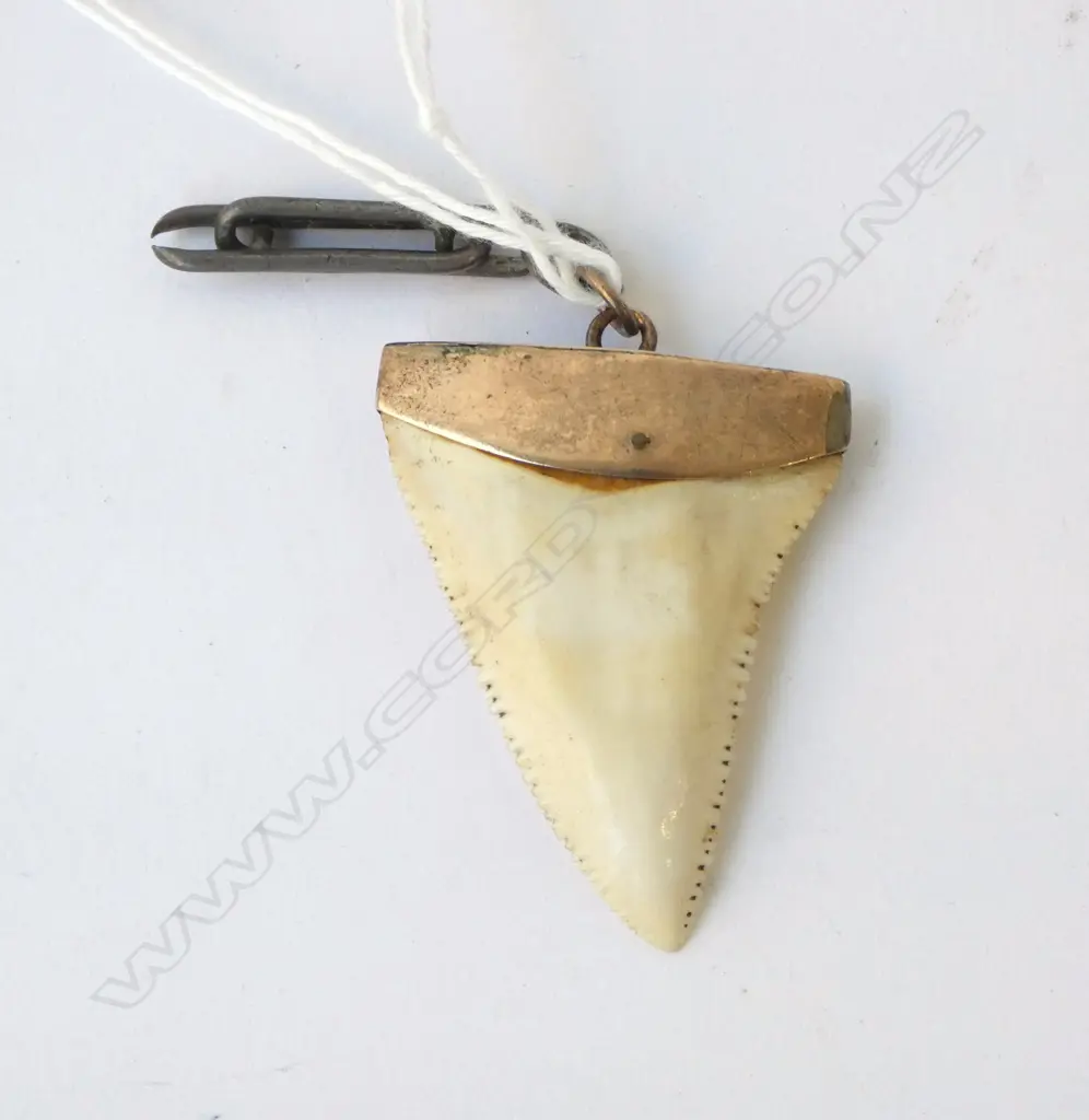9ct MOUNTED SHARK TOOTH PENDANT Image 1++