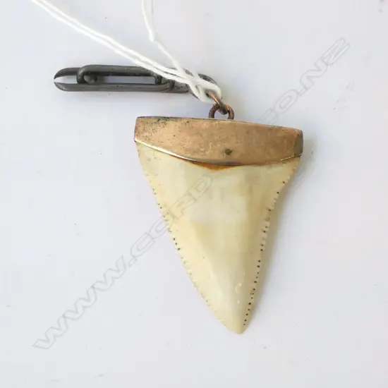 9ct MOUNTED SHARK TOOTH PENDANT