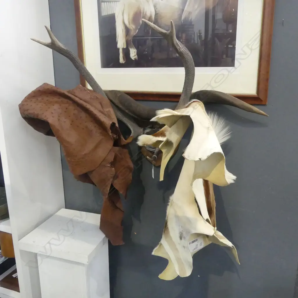 FOUR ASST ANIMAL SKINS + HORNS Image 1++