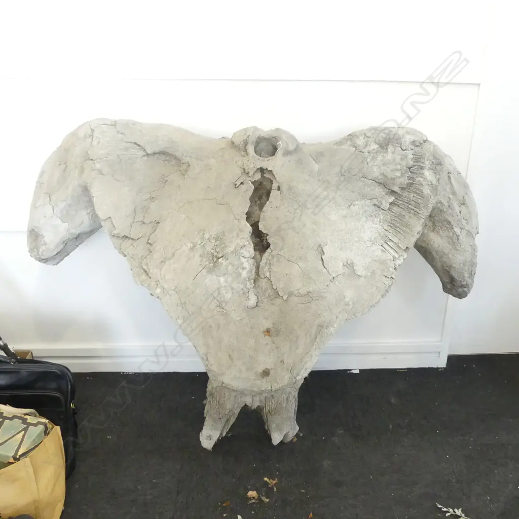 ANTIQUE GIANT CLAVACAL BONE H1240 L1670MM Image 1++