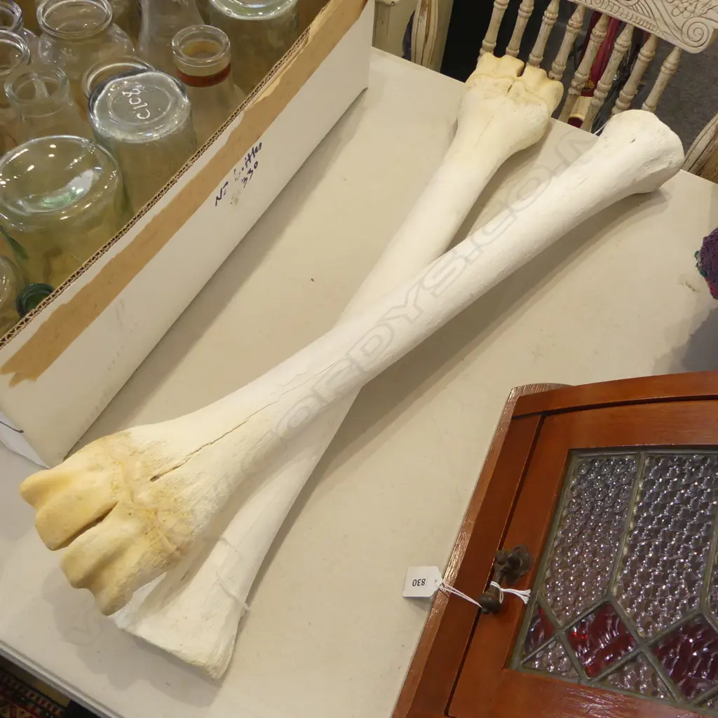 PR OF LARGE ANIMAL LEG BONES L700MM Image 1++