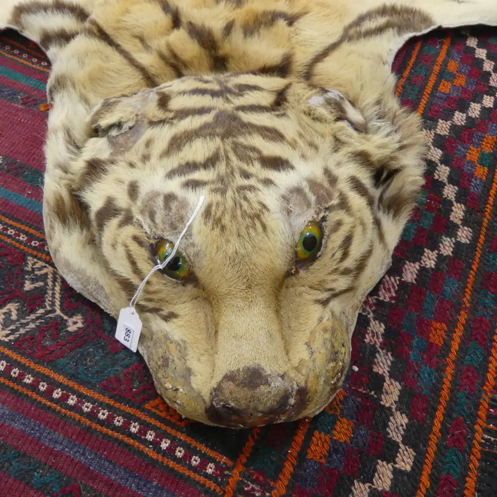 OLD TIGER SKIN with MOUNTED HEAD. Showing wear of age. Hole to back L.2300mm Image 1++