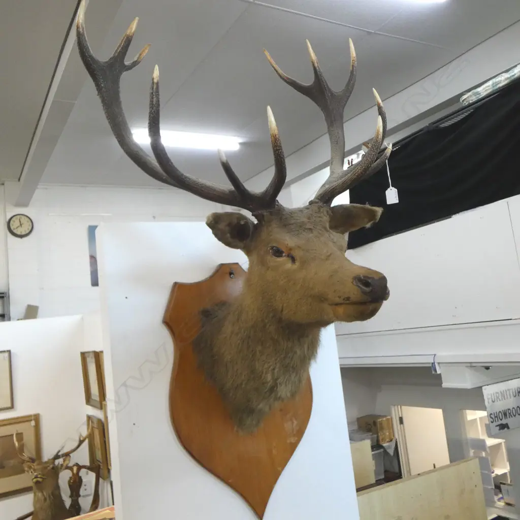 SHIELD WALL MOUNTED 12PT STAG DEER HEAD H1270MM Image 1++