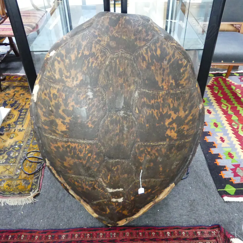 TURTLE SHELL L.990mm (LOSSES) Image 1++