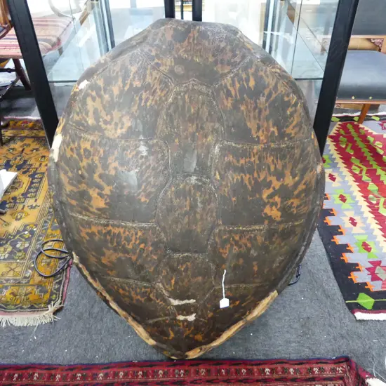 TURTLE SHELL L.990mm (LOSSES)