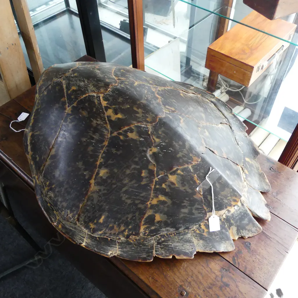 TURTLE SHELL L.720mm (SMALL LOSSES) Image 1++