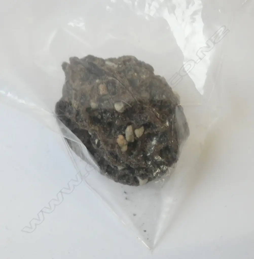 WALNUT FOSSIL PURPORTEDLY FROM THE PILOCENE ERA IN FRANCE Image 1++