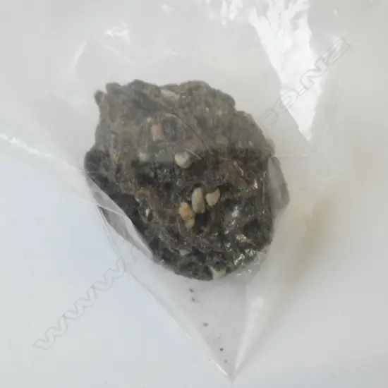 WALNUT FOSSIL PURPORTEDLY FROM THE PILOCENE ERA IN FRANCE