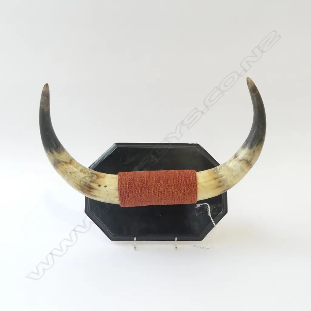 MOUNTED BOVINE HORNS W.370mm Image 1++