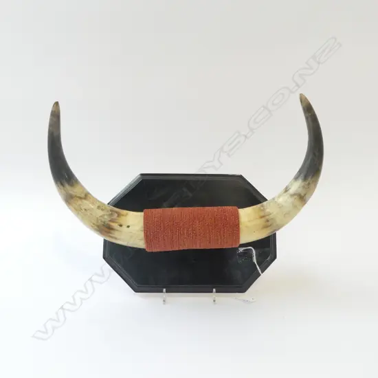 MOUNTED BOVINE HORNS W.370mm