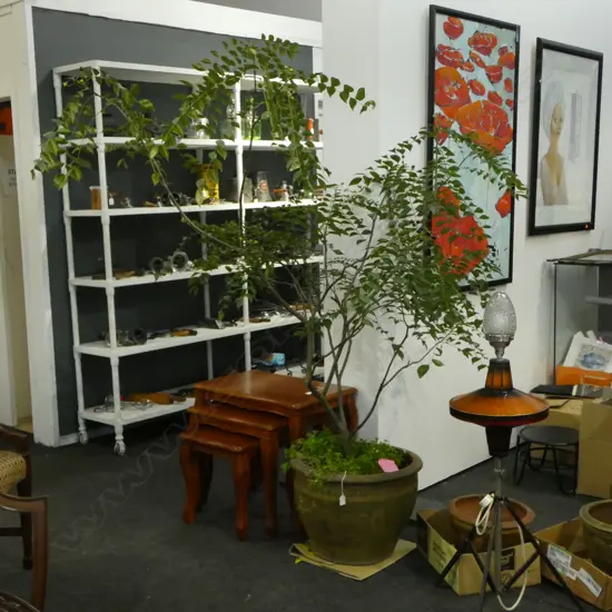 LARGE CURRY TREE IN DRAGON POT aprox H.1880mm