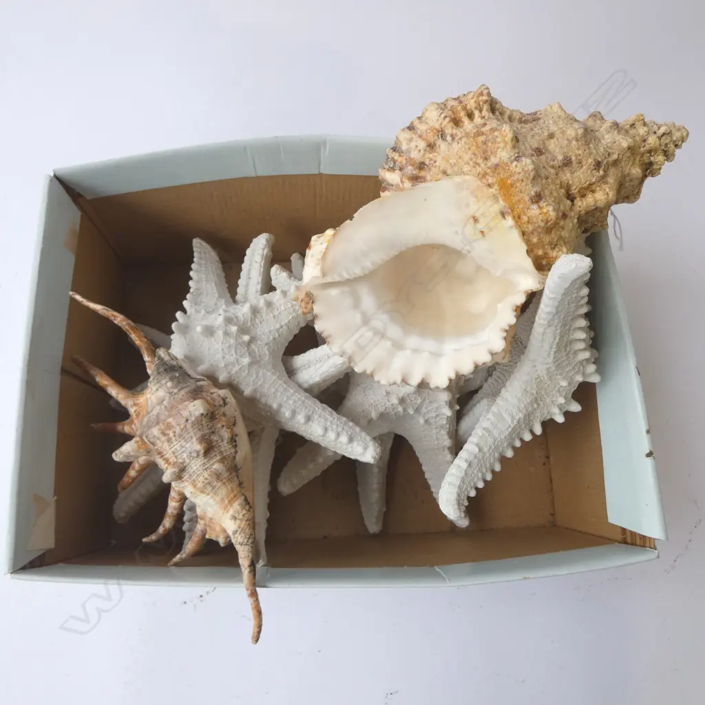 5 STARFISH SHELLS + 2 OTHER SHELLS Image 1++