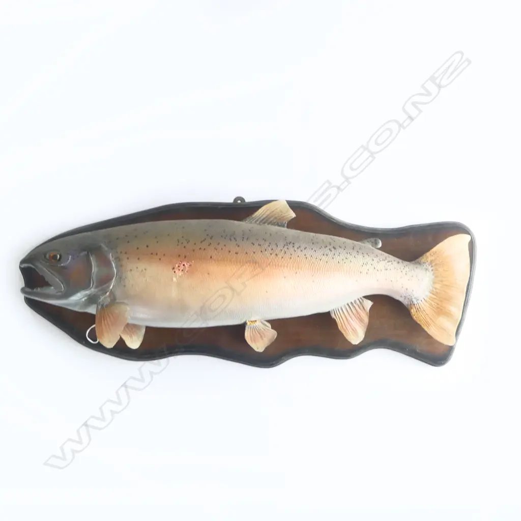 FAKE MOUNTED TROUT TAXIDERMY W.740mm Image 1++