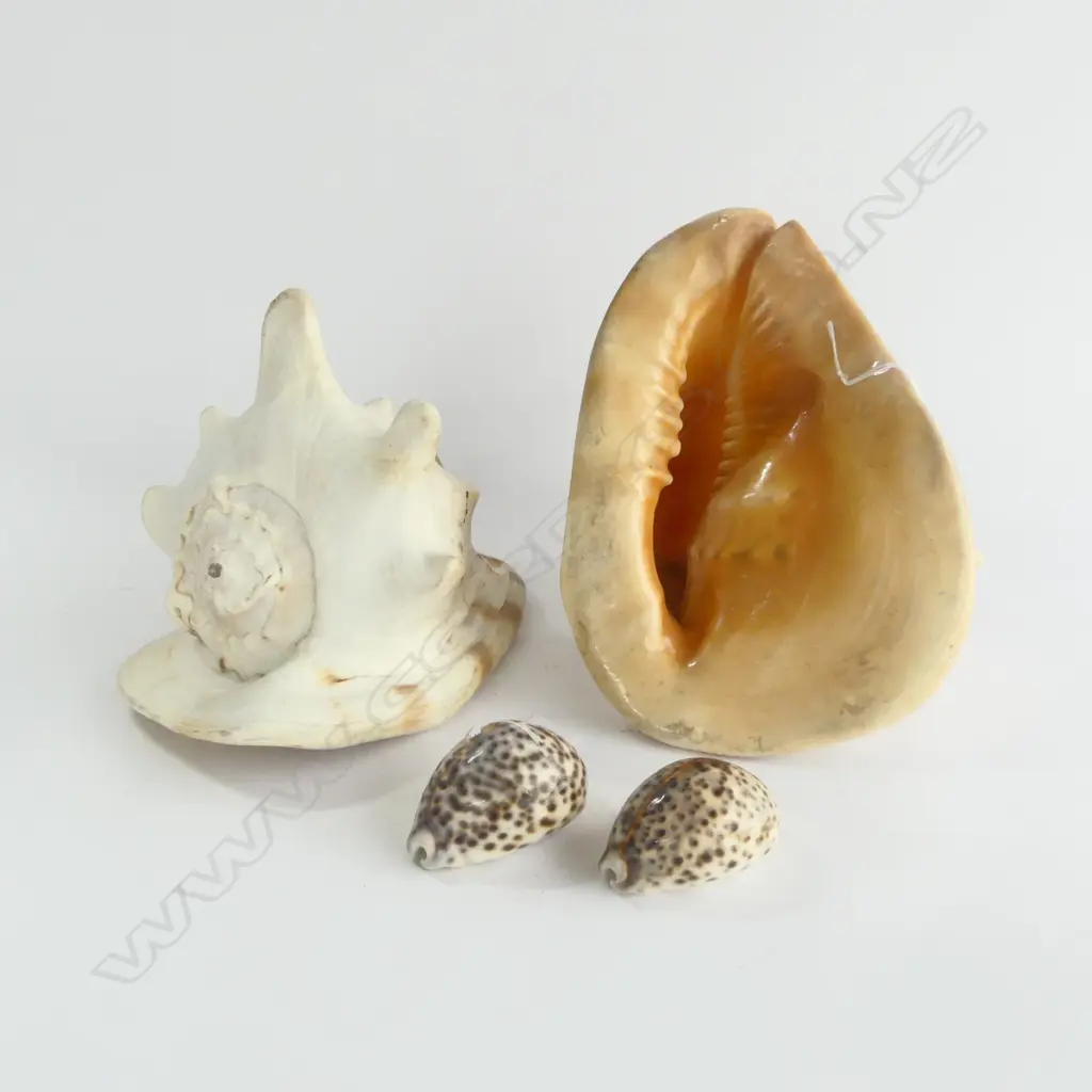 2 LARGE SHELLS W.240mm + 2 SMALLER Image 1++