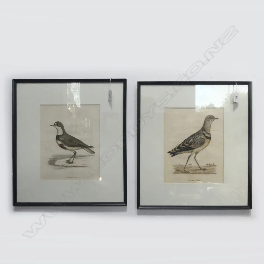 2 HAND COLOURED ORNITHOLOGY PLATES 250x190mm Image 1++