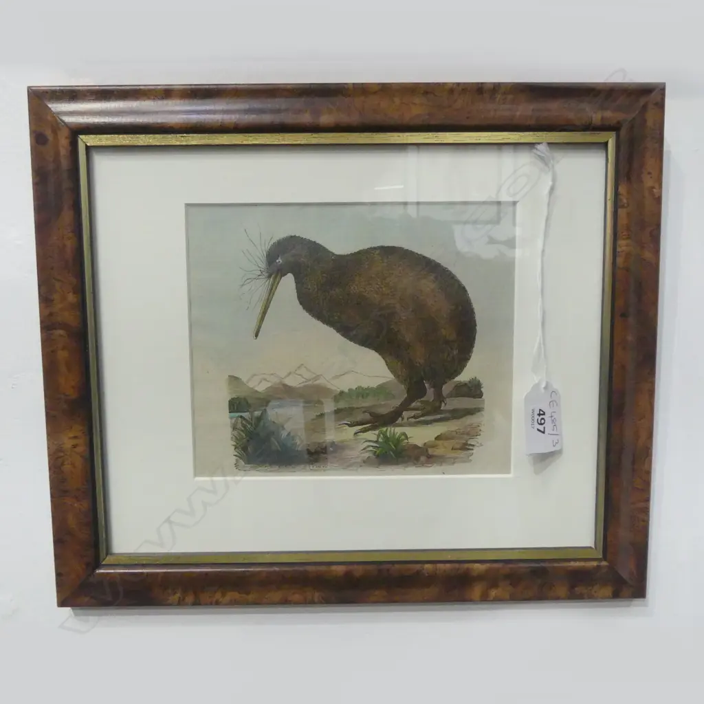 ANTIQUE HAND COLOURED WOOD CUT PRINT OF A KIWI 135x160mm... Image 1++