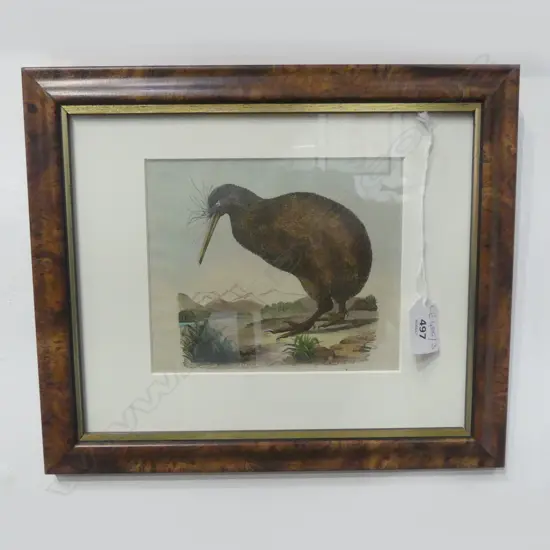ANTIQUE HAND COLOURED WOOD CUT PRINT OF A KIWI 135x160mm...